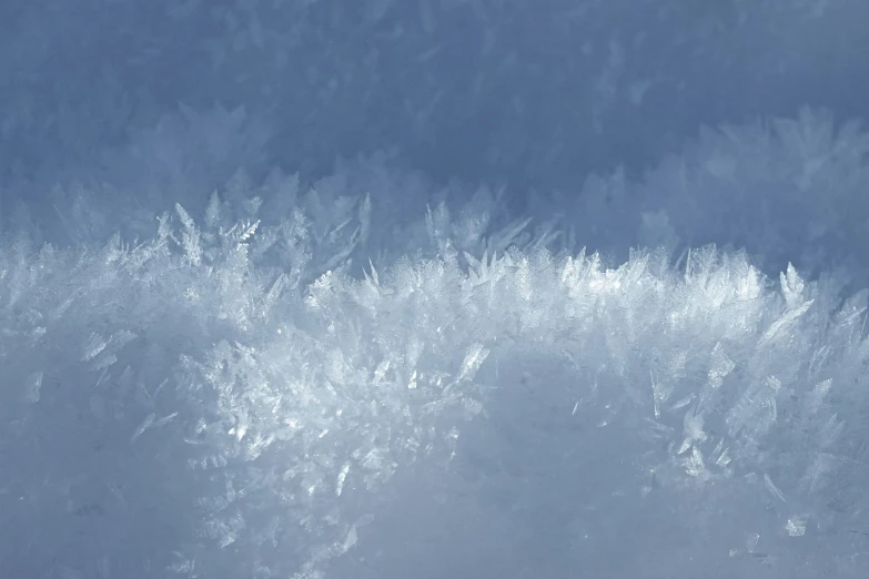 the snow covered tree nches against a blue sky