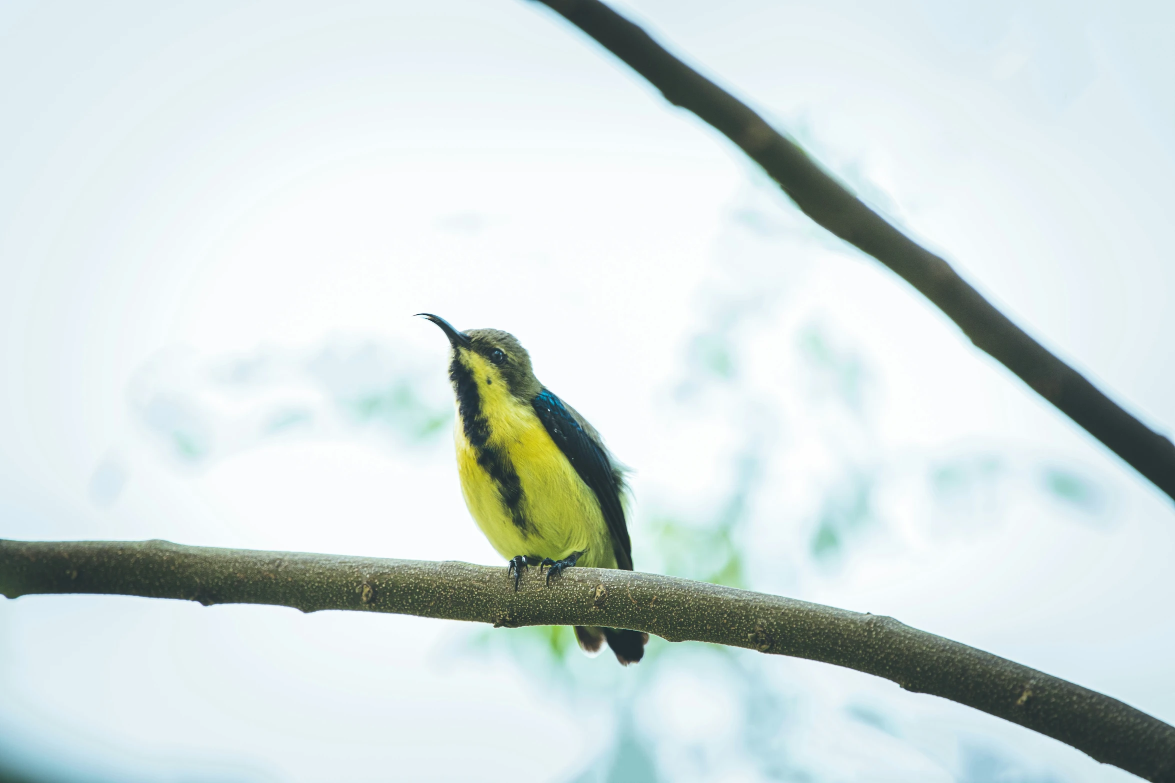 a small bird perched on top of a tree nch