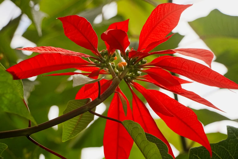 a red flower with leaves on a tree