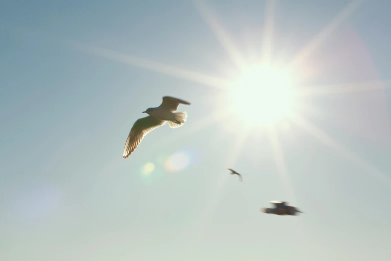 two seagulls flying above in the air