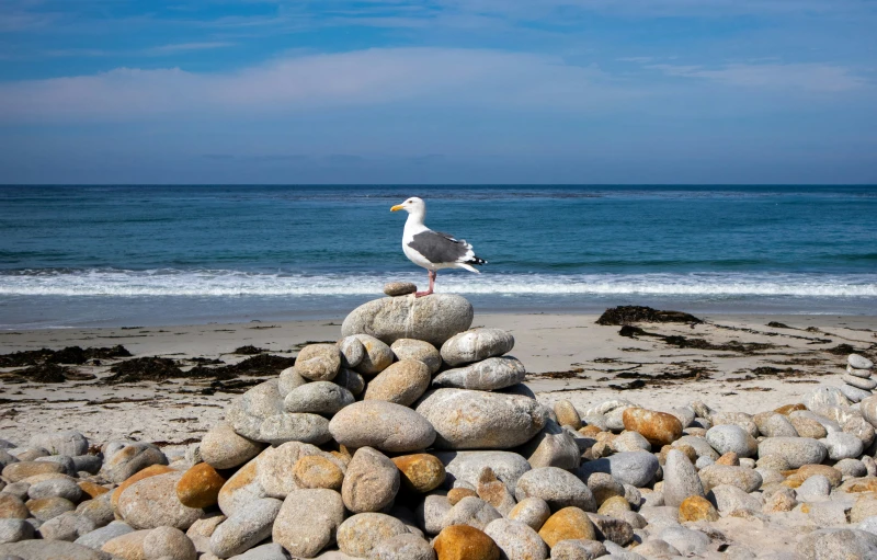 a seagull sitting on top of some rocks by the beach