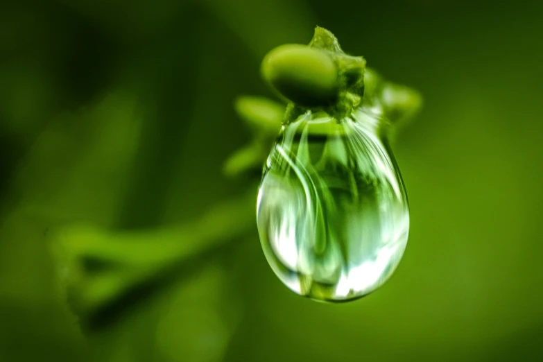 a water drop falls from a plant in the grass