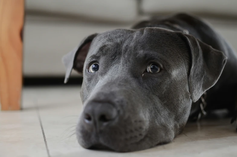 a gray dog with blue eyes lying down