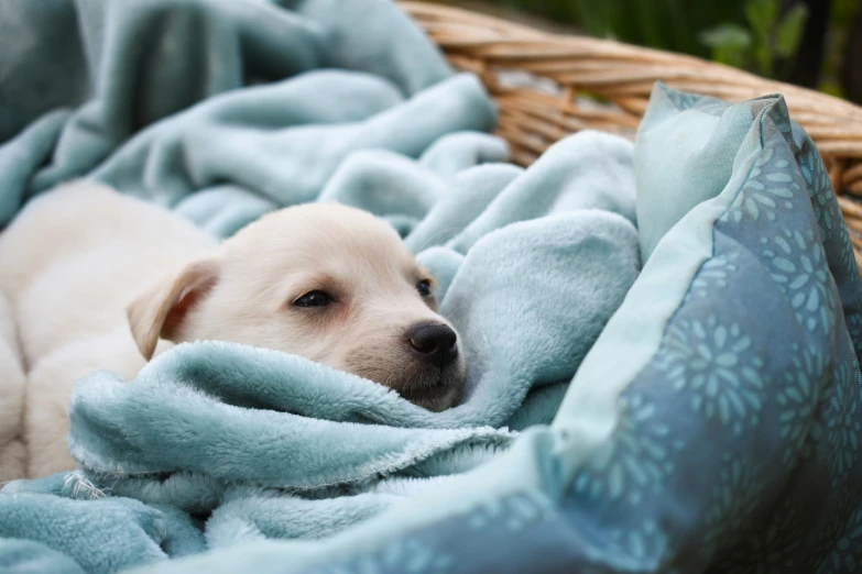 a small dog laying in a basket on top of a blanket