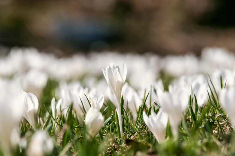 the white flowers are in the grass near some water