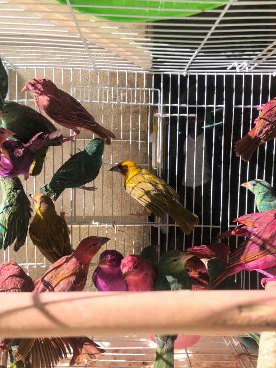 several birds perched together inside a bird cage