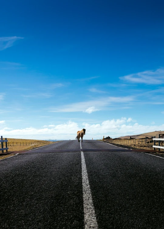 a long road with a cow standing on the side