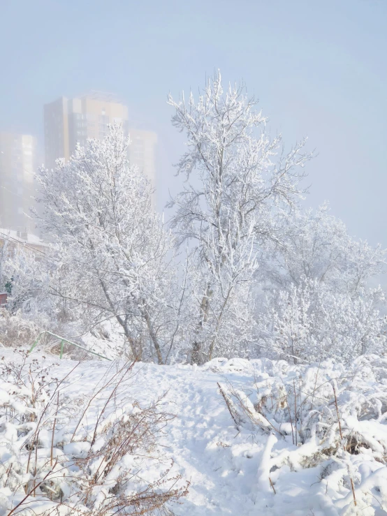 a snowy tree line and street lamp in the background