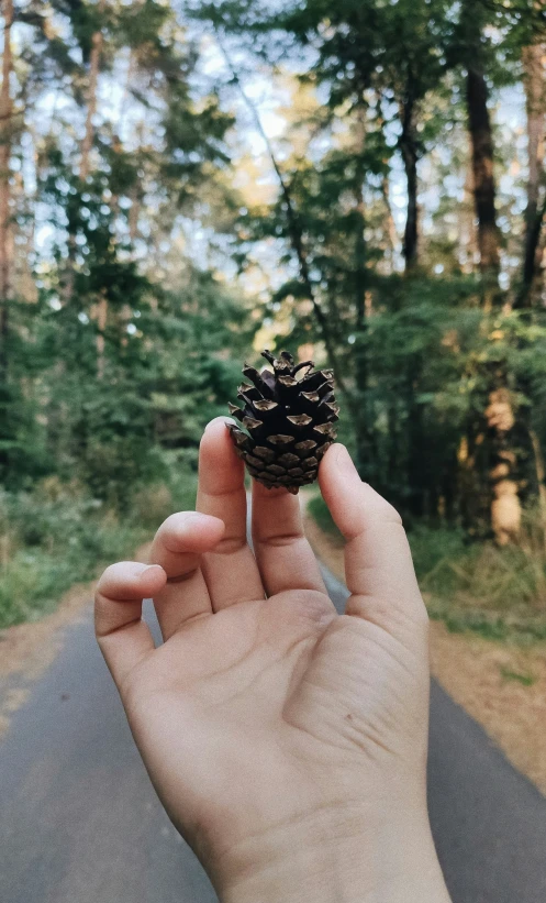 a person holding a pine cone in the air