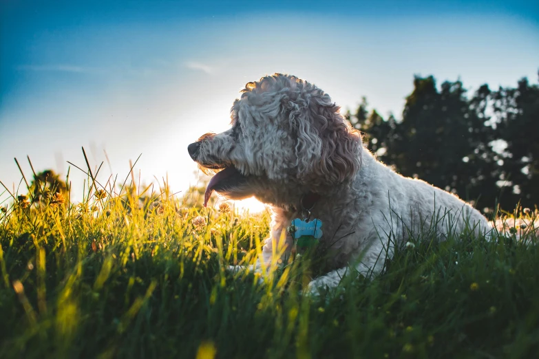 a dog in the grass in the sunlight