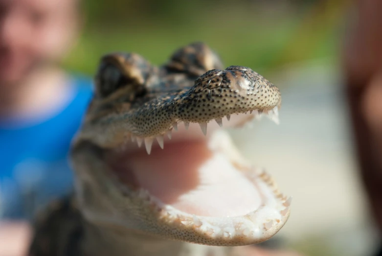 close up view of a crocodile with his mouth open