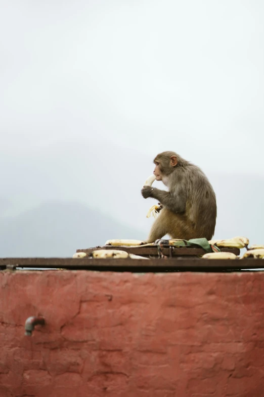 a very cute monkey on the roof of some building