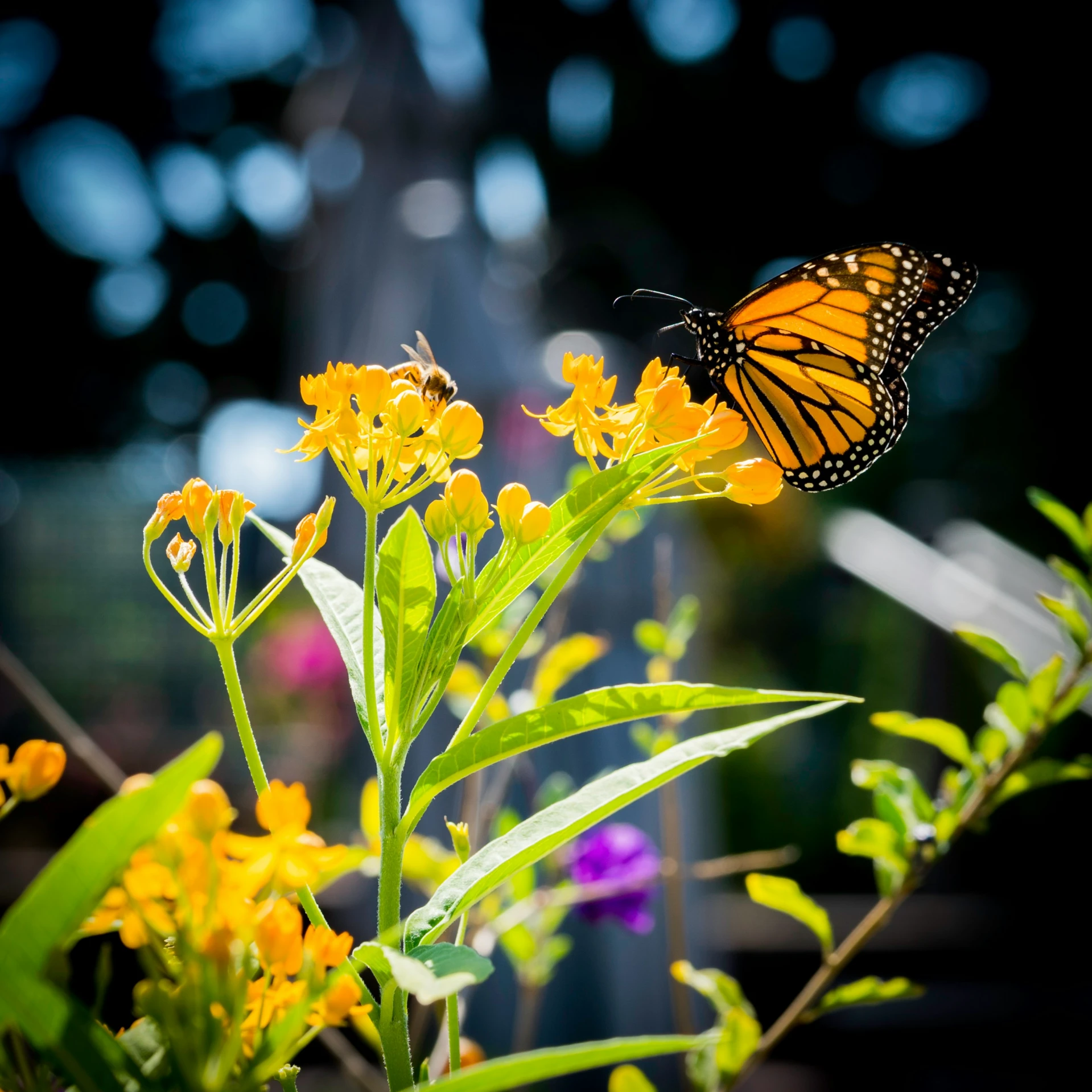 an orange erfly is sitting on a yellow flower