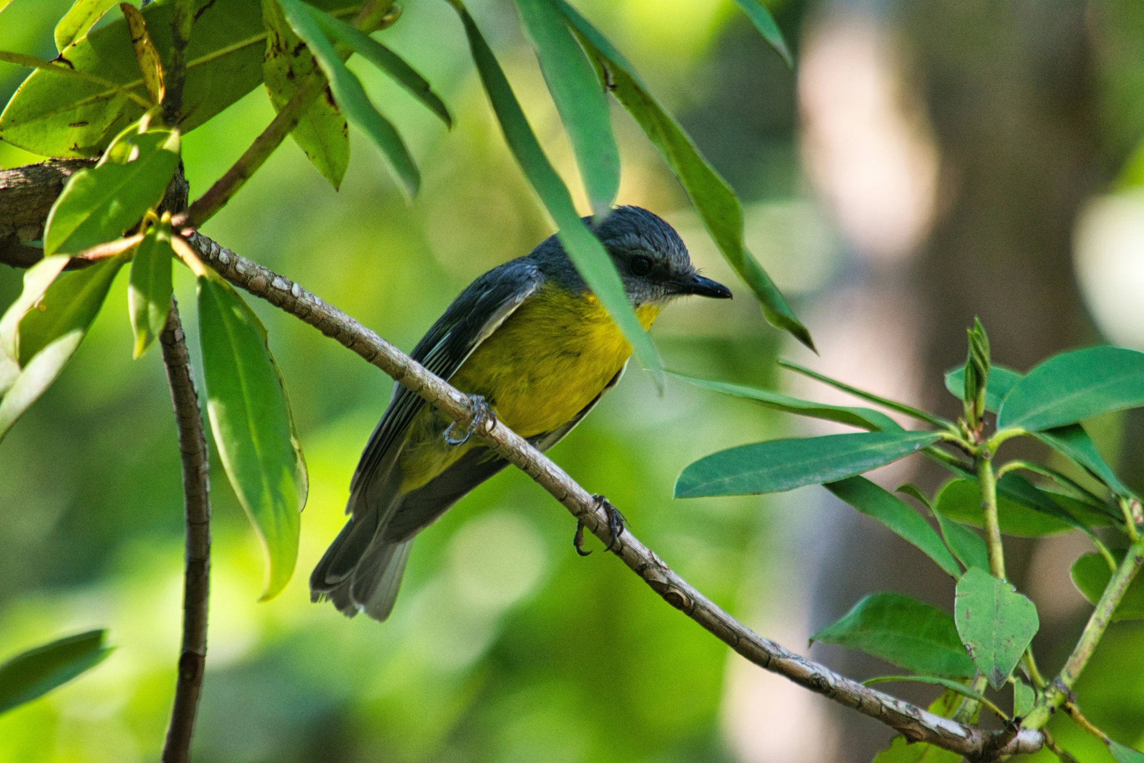 small bird perched on nch in tree setting