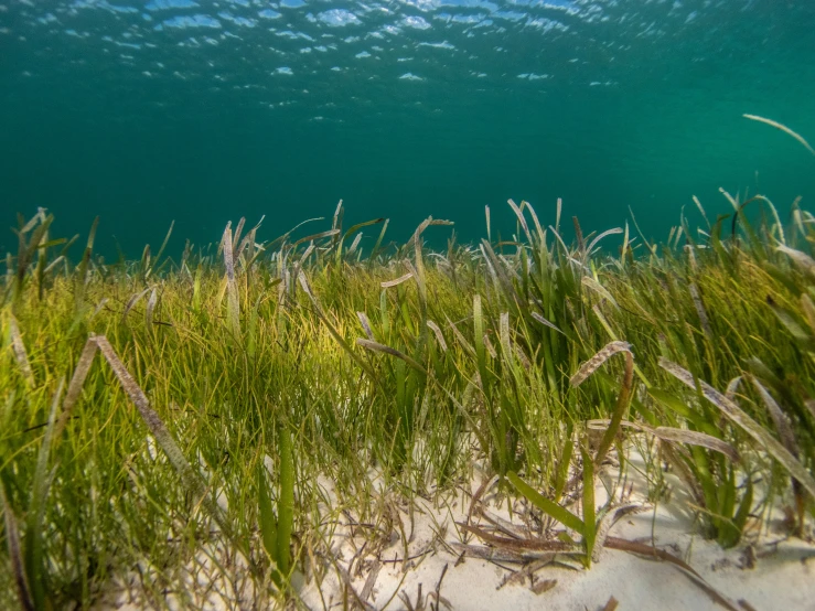 sea grass grows beneath the blue waters surface