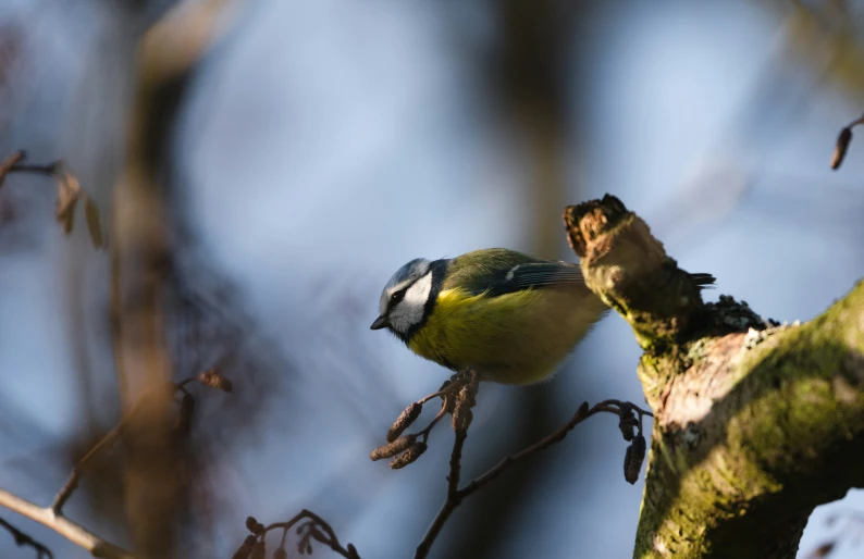 a small bird perched on the back of a nch