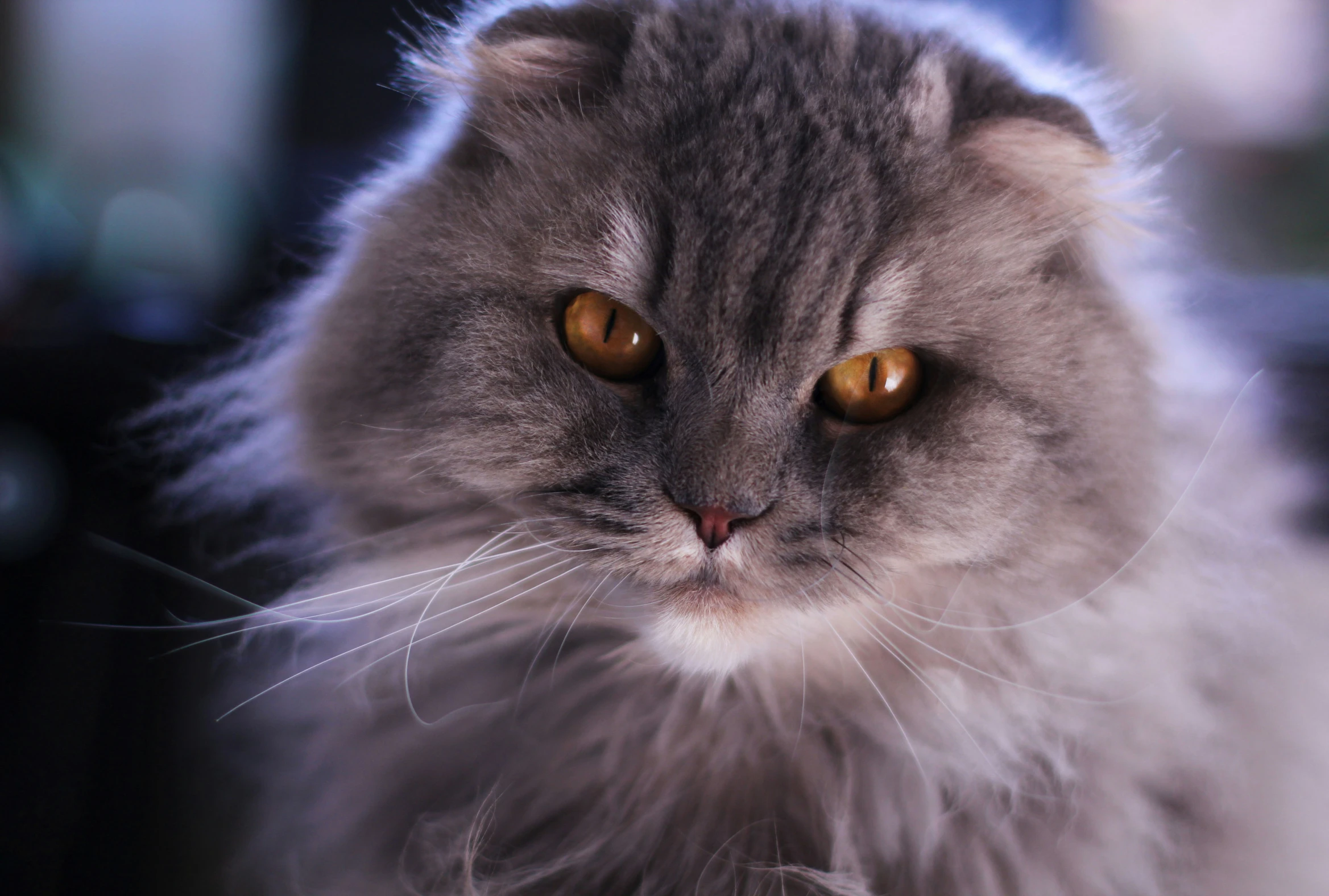 a fluffy grey cat looking up with an intense look on its face