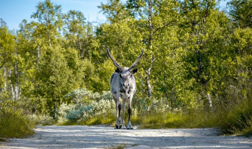 a large gray animal walking down a dirt road