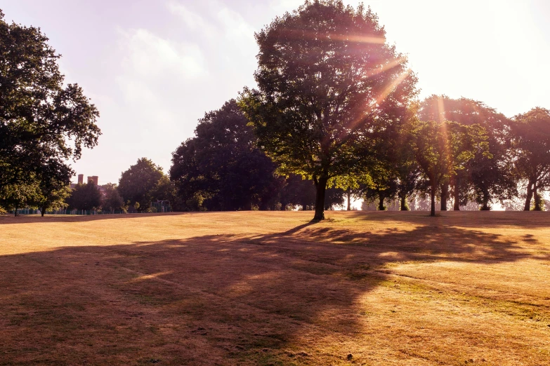 trees and dirt field are seen in the background