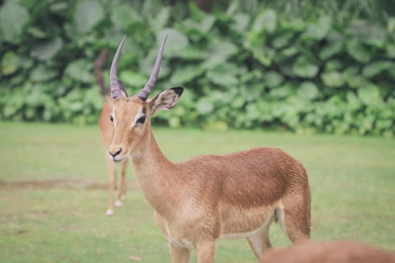 this young deer looks happy on his own