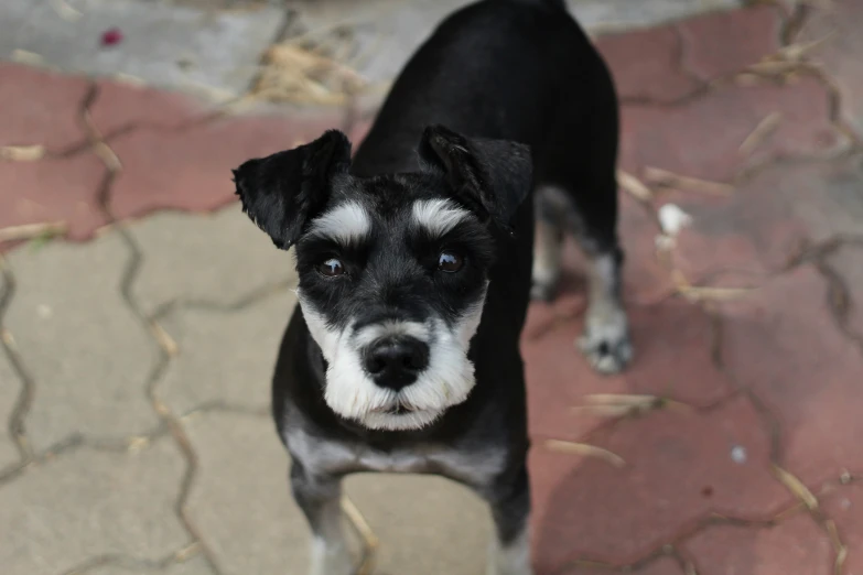 a black and white dog stands on the street