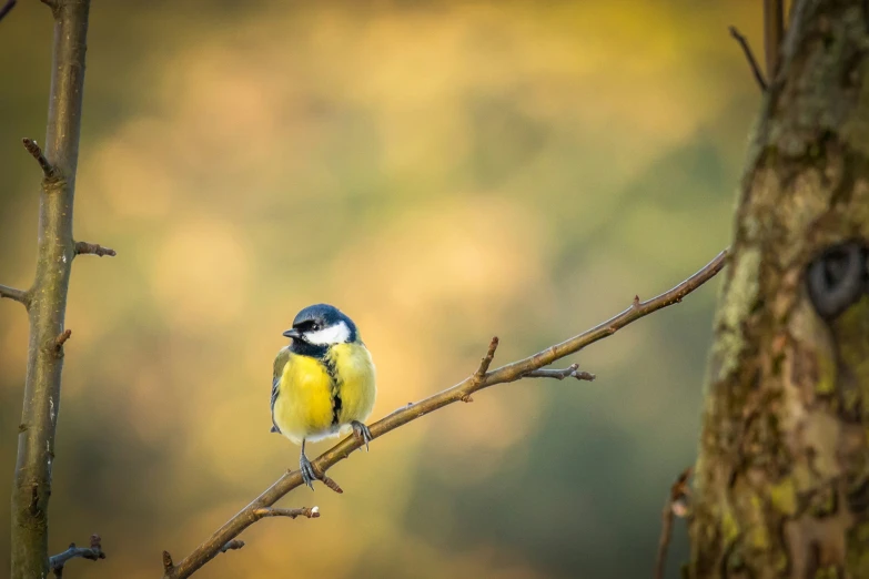 yellow bird sitting on top of a bare tree nch