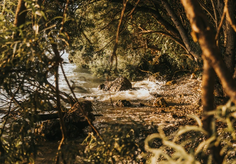 a river runs through a wooded area near some trees