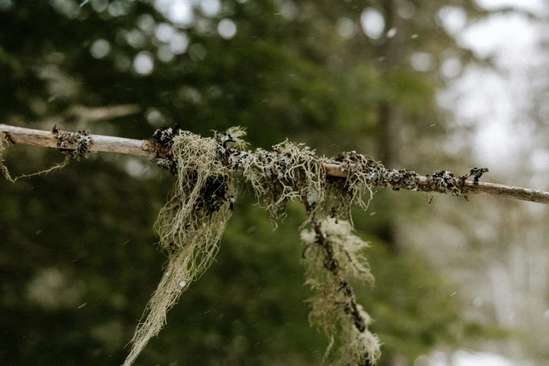 a twig is attached to the nch of a tree