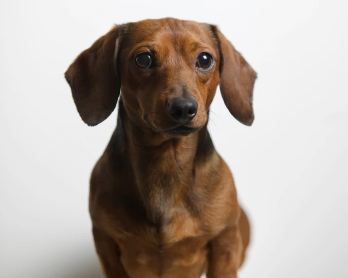 a dog looking at the camera on a white background