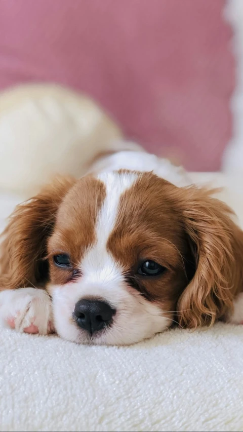 small brown and white puppy laying down on a bed