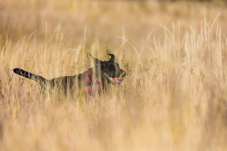 a dog is in the tall dry grass with a frisbee in his mouth