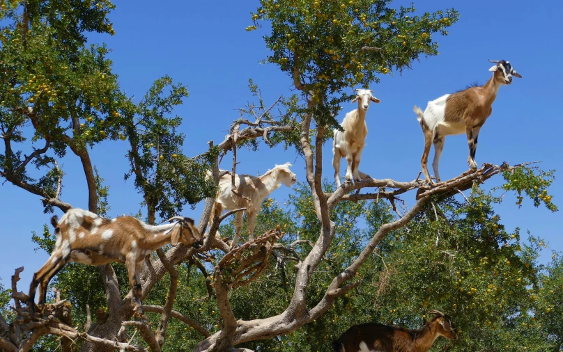 a group of goats standing on top of a tree nch