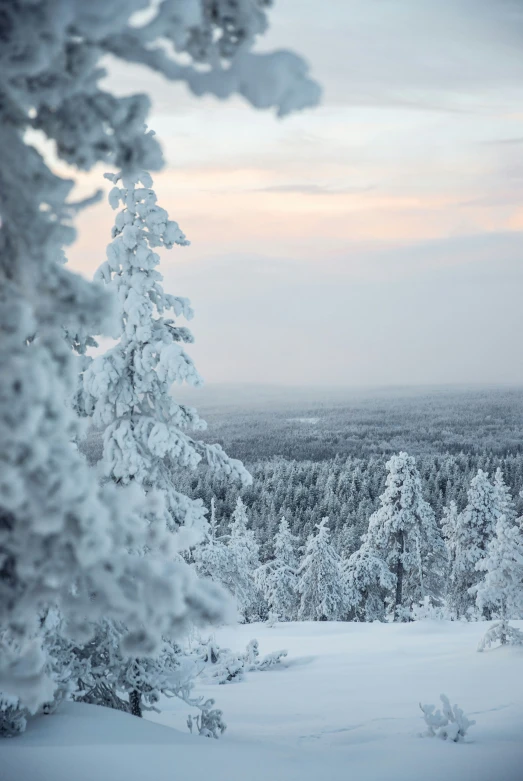 a view of snow covered trees during the day