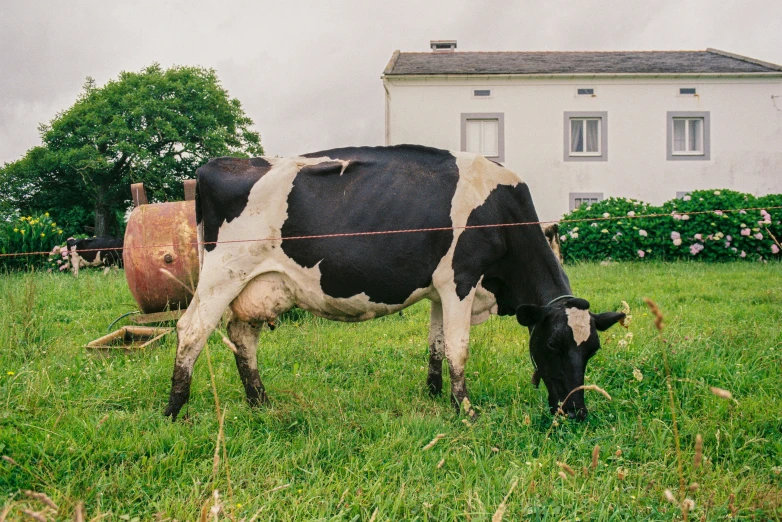 two cows in a pasture eating grass with a fence around them