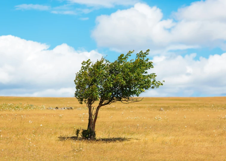 a lone tree standing out in the middle of a golden field