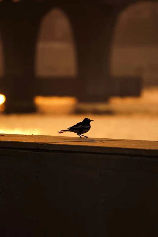 a bird is sitting on the ledge of a building