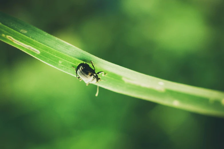 the black bug is sitting on the edge of a leaf