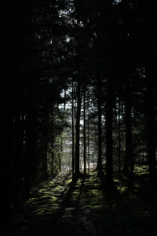 there are many tall trees in the dark forest