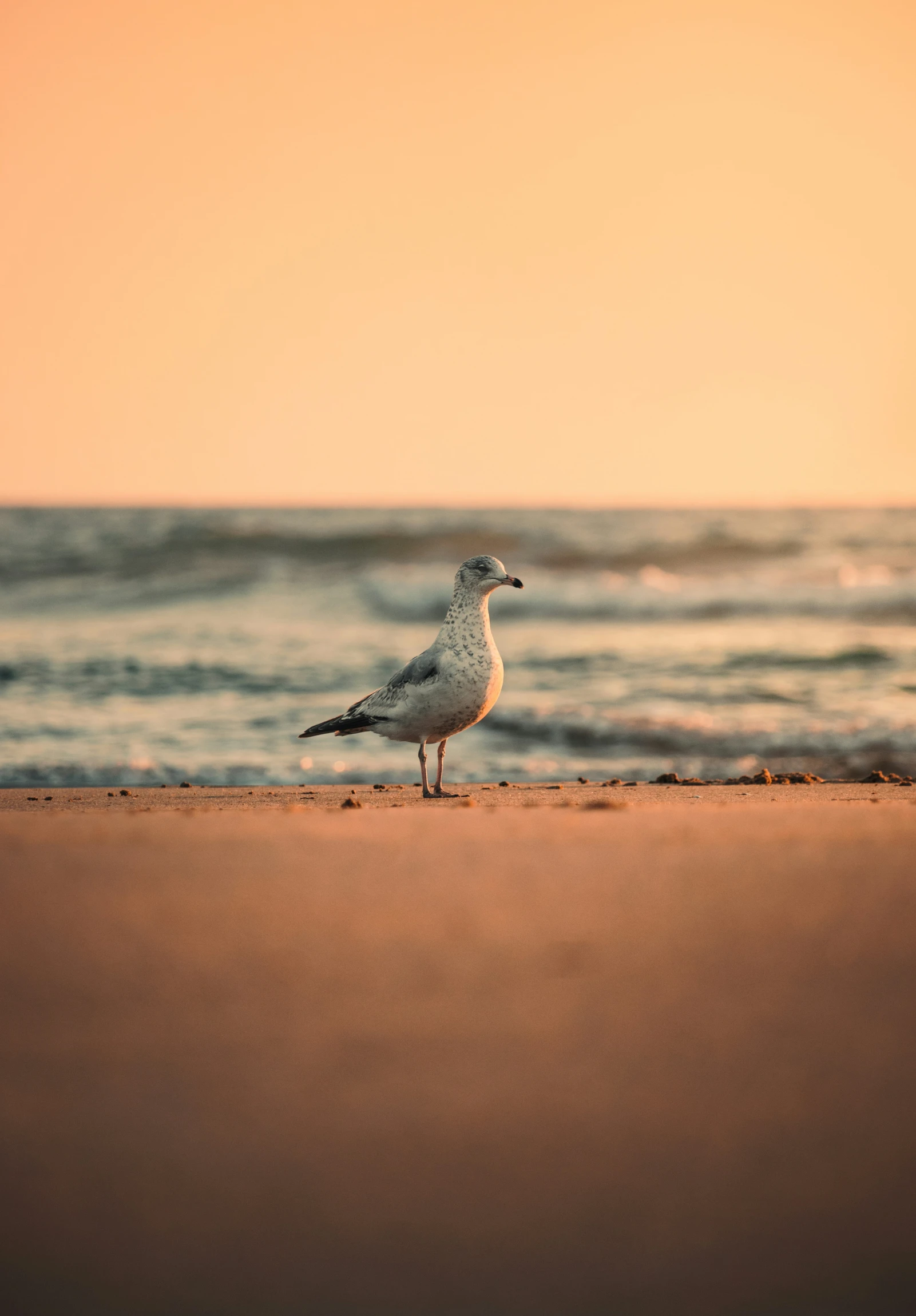 a white bird is standing on the sand by the ocean