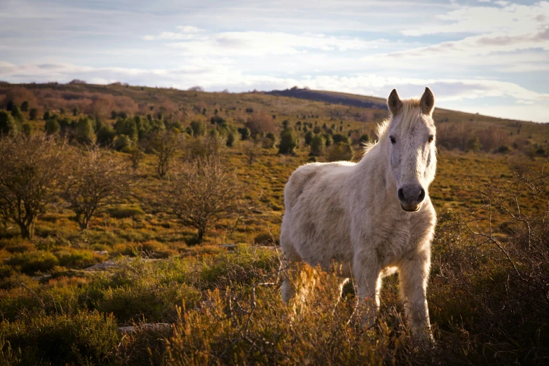 an all white horse standing in the grass