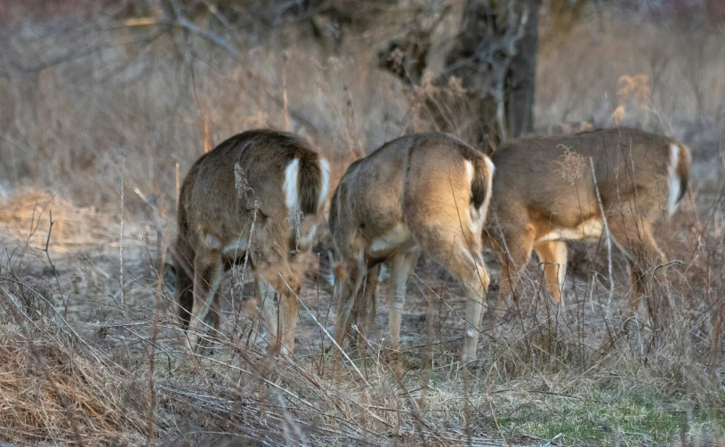three deer eating grass in an open field