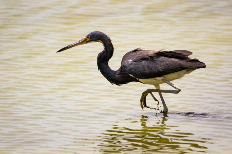 bird on the water looking in the same direction