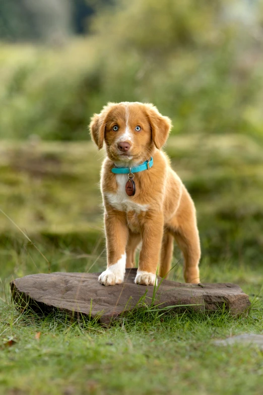 the small puppy has a blue collar on its head