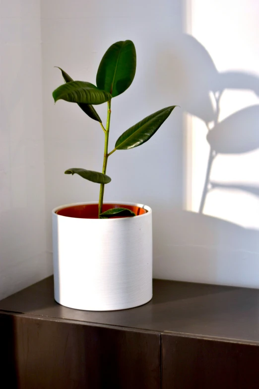 a plant in a white vase on top of a wooden table