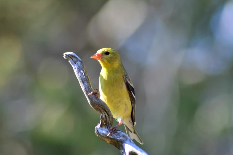 a small yellow bird is standing on a metal rod