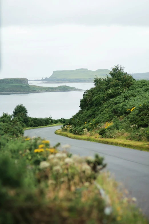 a winding road surrounded by vegetation and flowers