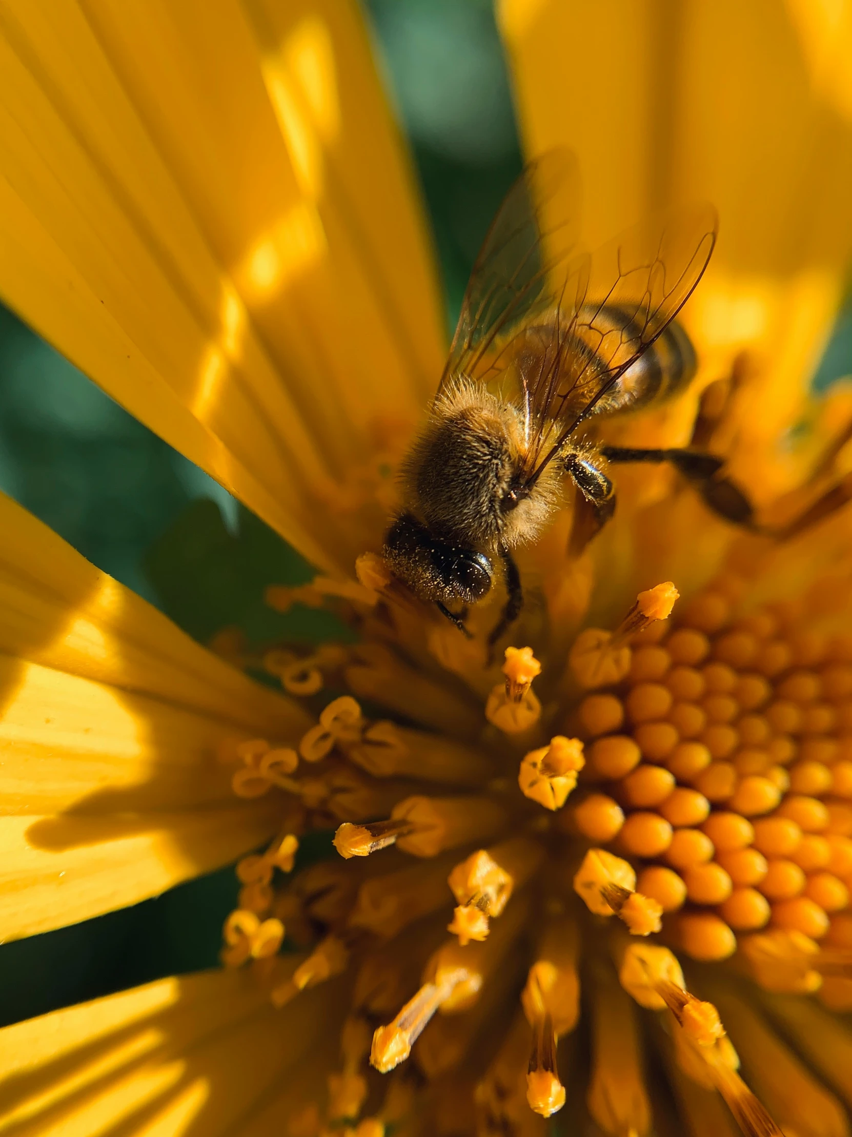 a bee that is on a yellow flower