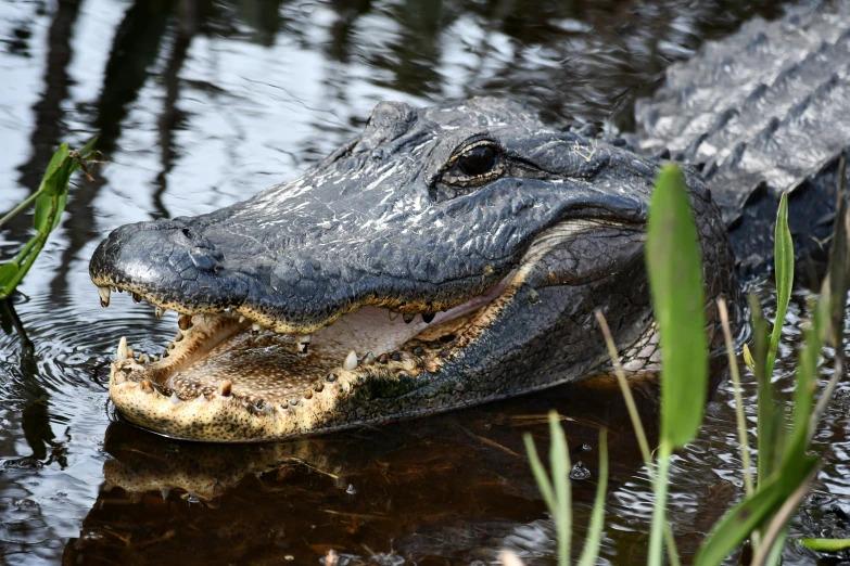 an alligator sitting in the water eating on a stick