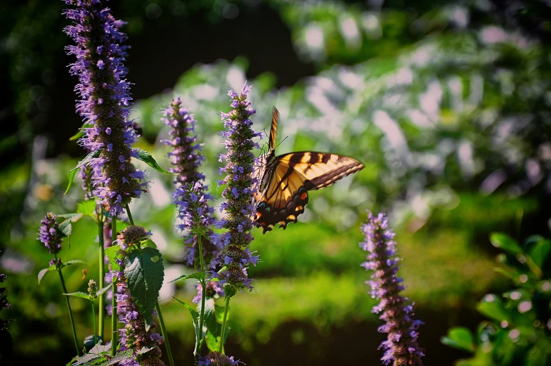 a erfly perches on a flower in a grassy area