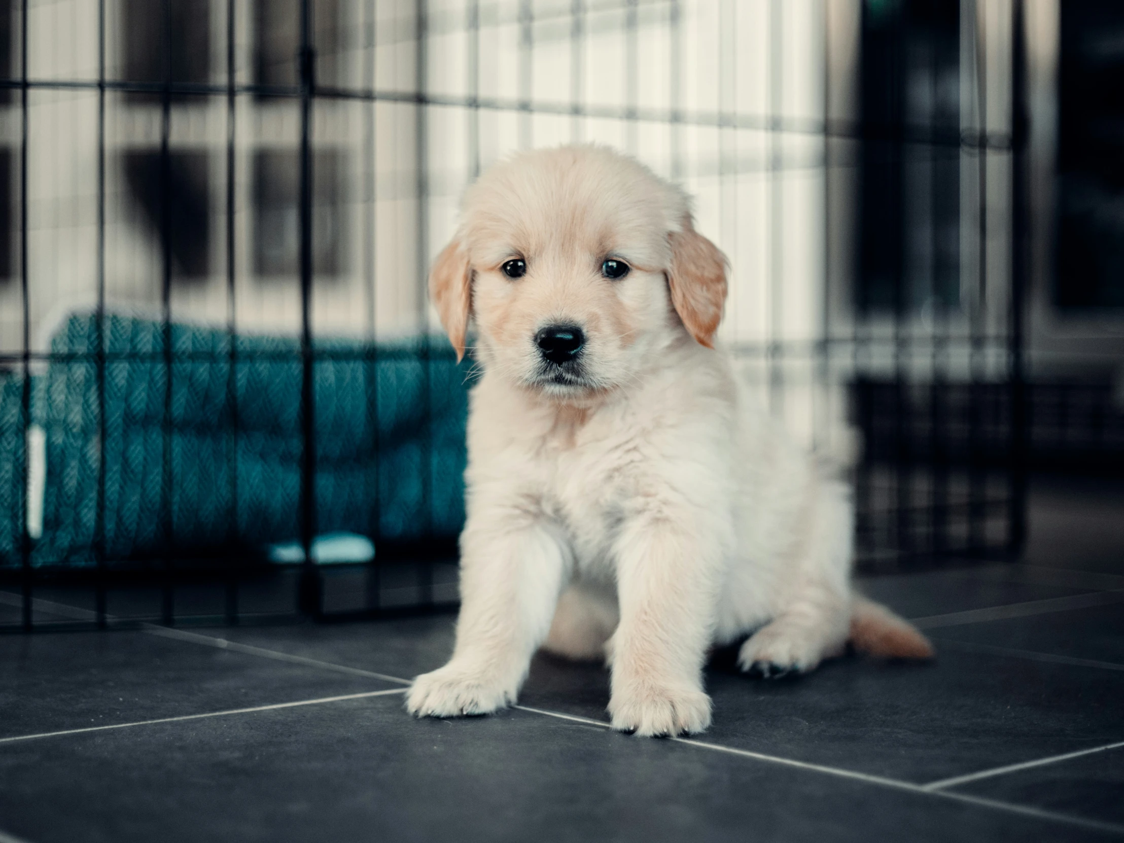 this is a puppy sitting in the dog kennel